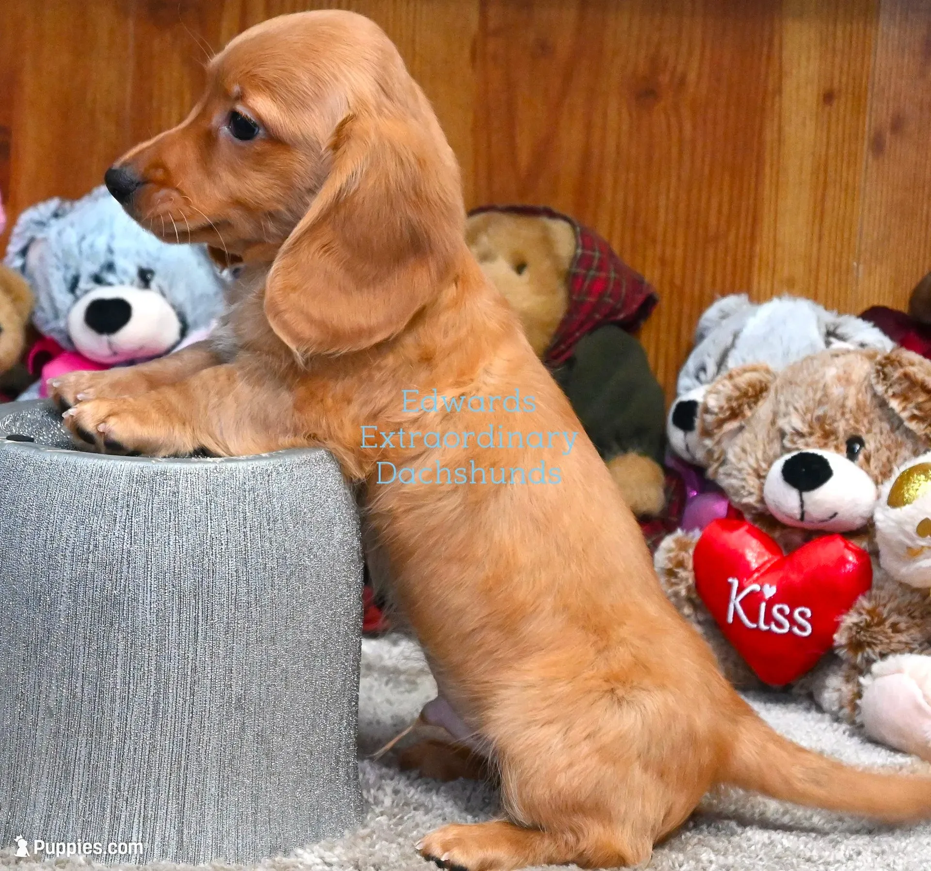 Virgil Edwards, a male Miniature Dachshund for sale in Church Hill, TN – 2 of 4