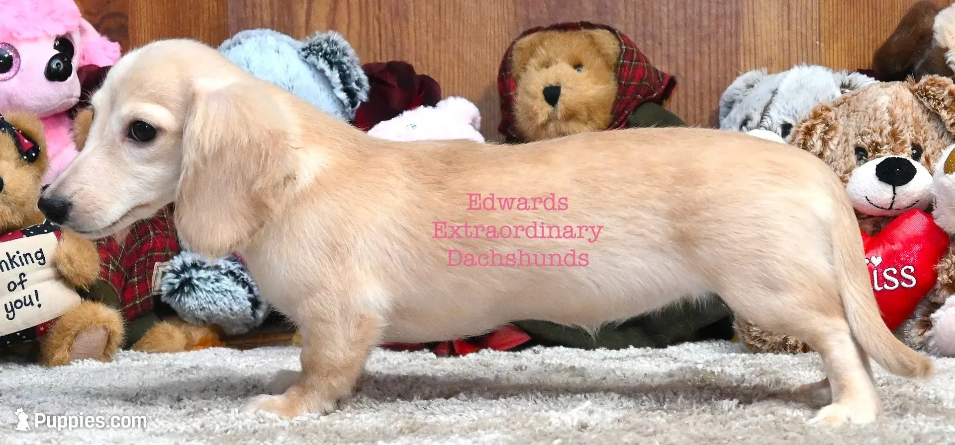 Chloe Edwards, a female Miniature Dachshund for sale in Church Hill, TN – 4 of 5