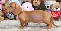 Hellen Edwards, a female Miniature Dachshund for sale in Church Hill, TN – 3 of 5