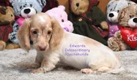 Darcy Edwards, a female Dachshund for sale in Church Hill, TN – 3 of 5