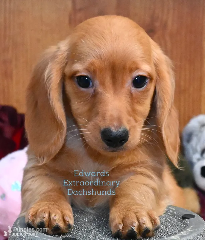 Virgil Edwards – Miniature Dachshund puppy for sale in Church Hill, TN