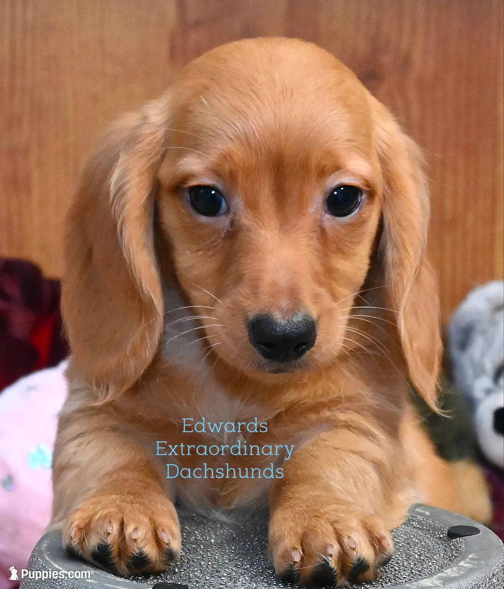 Virgil Edwards, a male Miniature Dachshund for sale in Church Hill, TN – 1 of 4