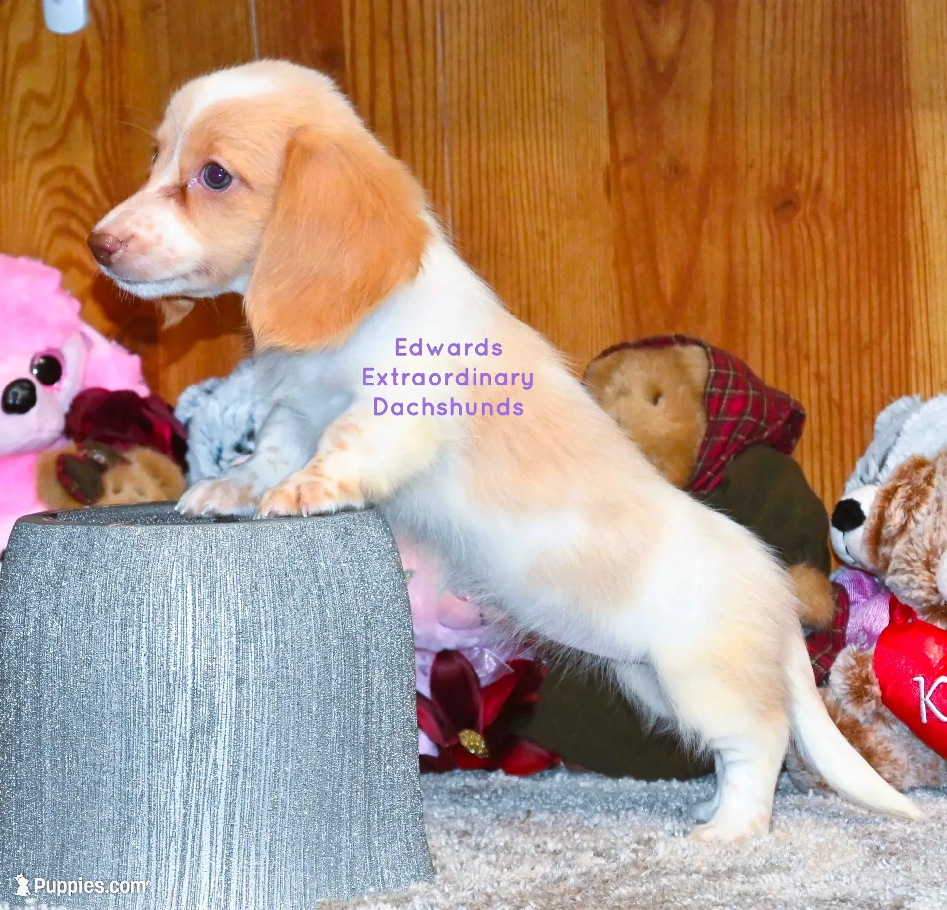 Trinity Edwards, a female Dachshund and Miniature Dachshund for sale in Church Hill, TN – 4 of 4