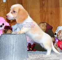 Trinity Edwards, a female Miniature Dachshund for sale in Church Hill, TN – 4 of 4