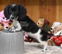 Trista Edwards, a female Miniature Dachshund for sale in Church Hill, TN – 4 of 4