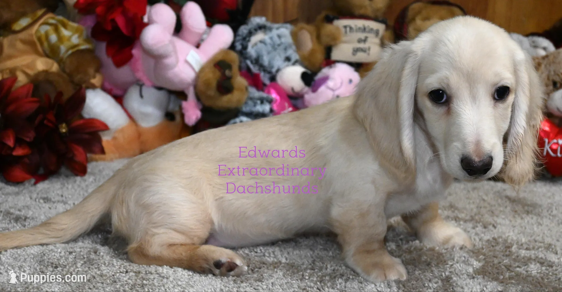 Cruise Edwards, a male Dachshund for sale in Church Hill, TN – Photo 3 of 5