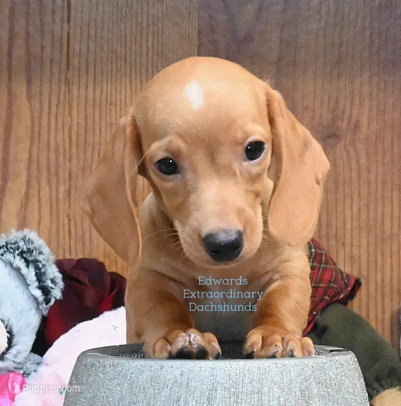 Dallas Edwards – Dachshund puppy for sale in Church Hill, TN