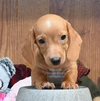 Dallas Edwards, a male Dachshund for sale in Church Hill, TN – 1 of 5