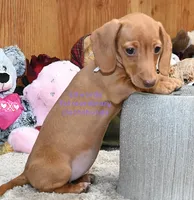 Hellen Edwards, a female Miniature Dachshund for sale in Church Hill, TN – 2 of 5