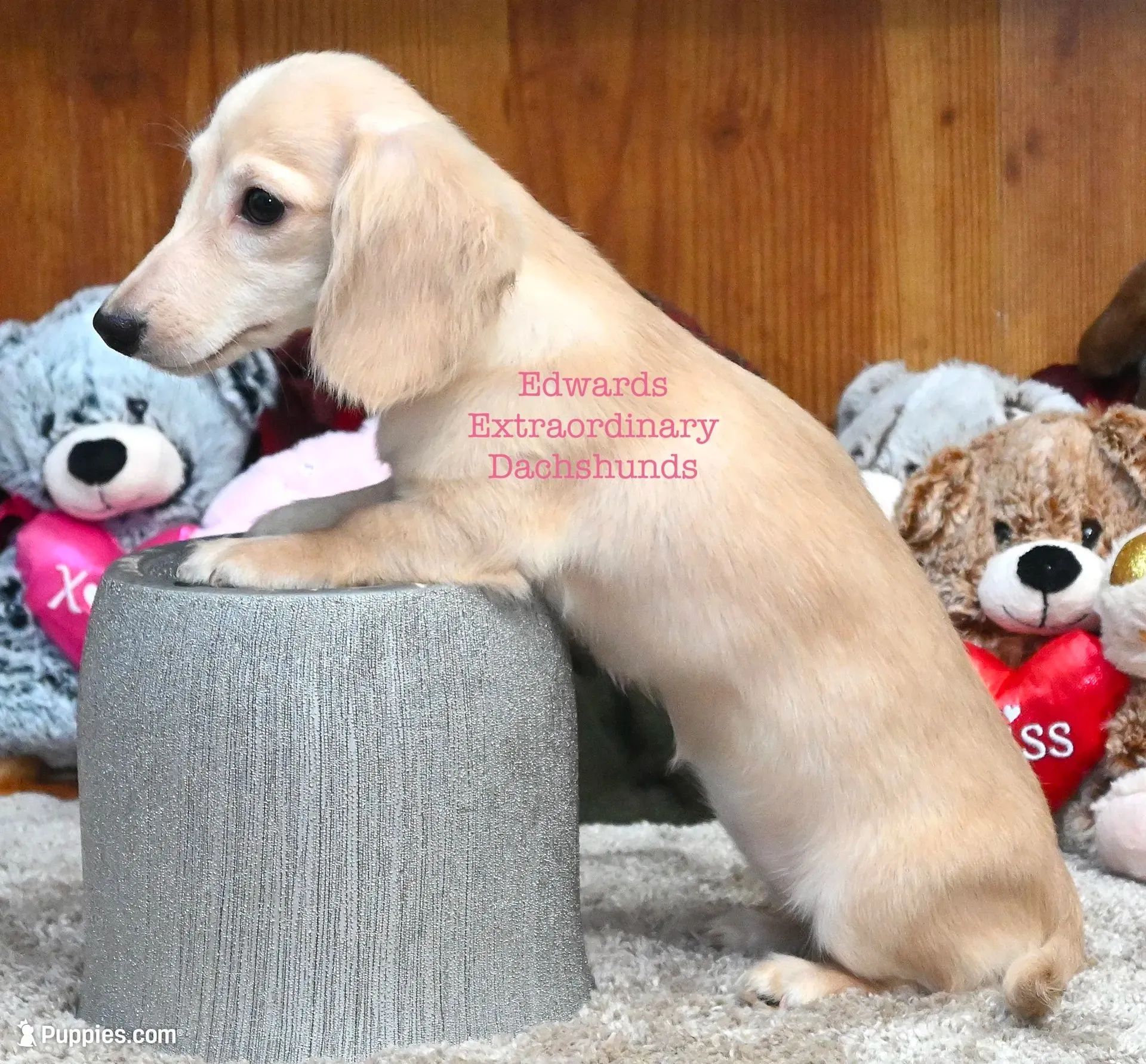 Chloe Edwards, a female Miniature Dachshund for sale in Church Hill, TN – 2 of 5