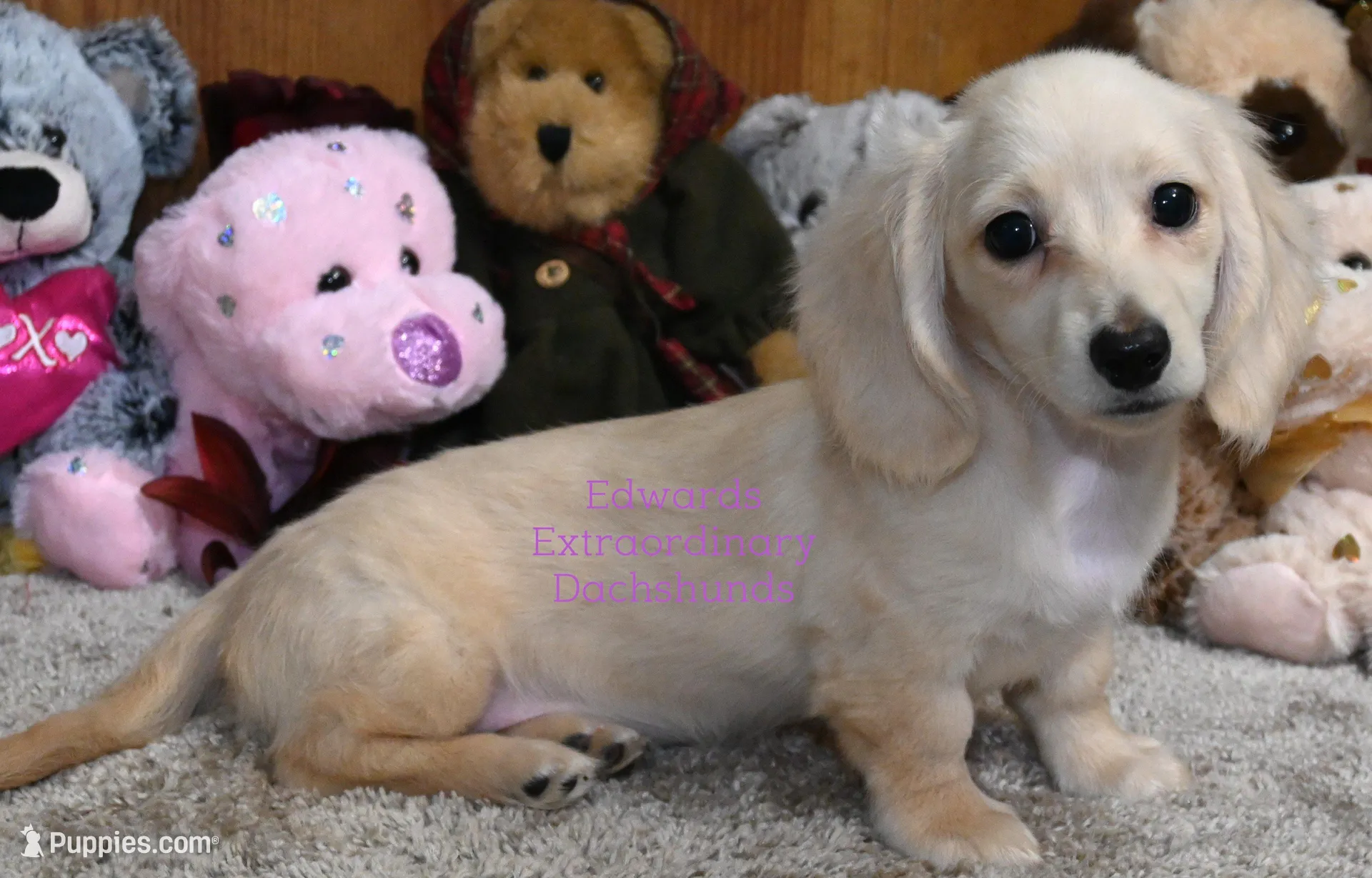 Cristy Edwards, a female Dachshund for sale in Church Hill, TN – Photo 2 of 4