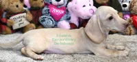 Henry Edwards, a male Miniature Dachshund for sale in Church Hill, TN – 4 of 4