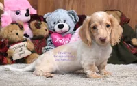 Darcy Edwards, a female Dachshund for sale in Church Hill, TN – 4 of 5