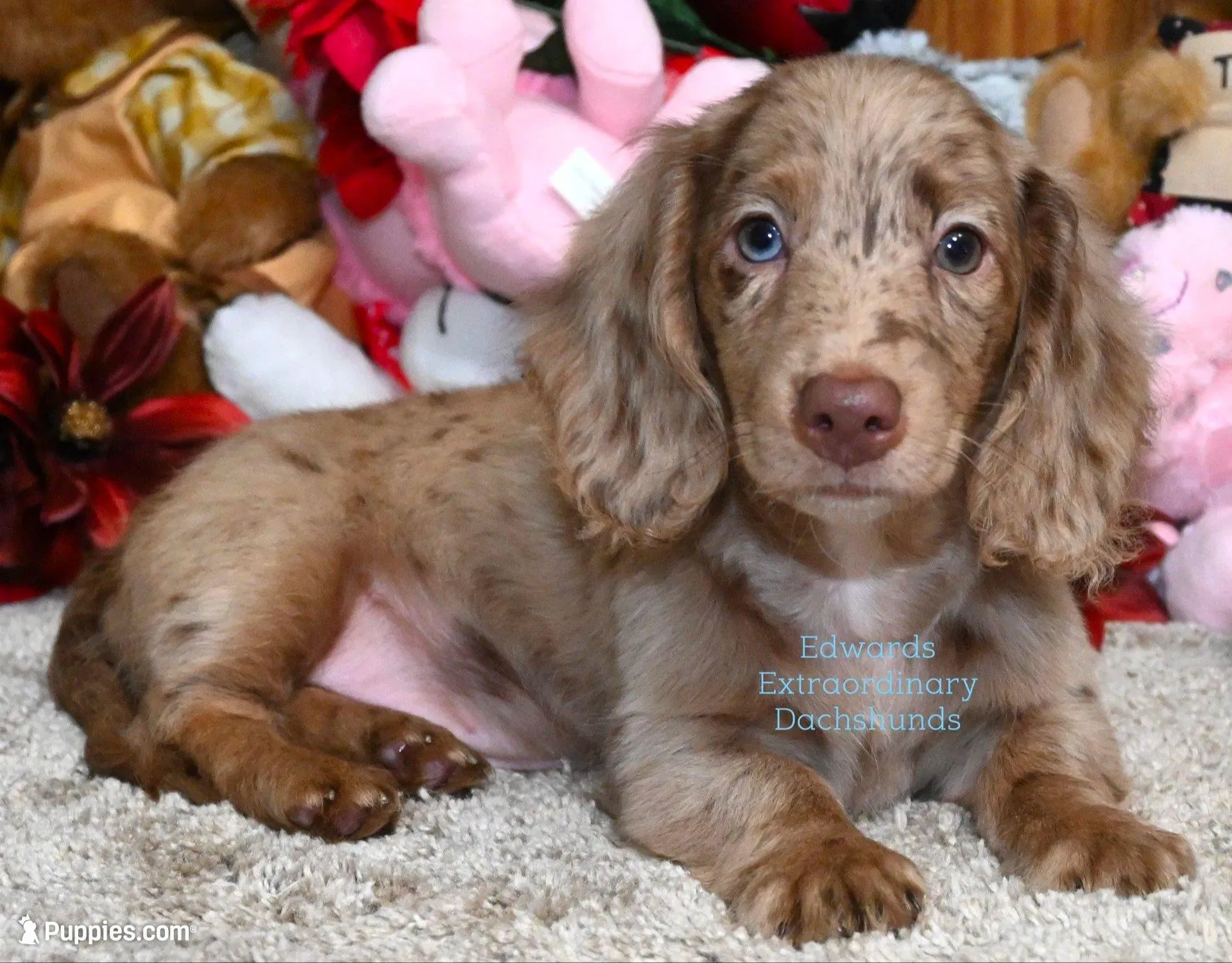 Buckley, a male Dachshund for sale in Church Hill, TN – Photo 2 of 4