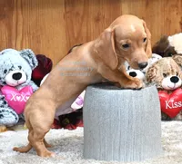 Dallas Edwards, a male Dachshund for sale in Church Hill, TN – 2 of 5