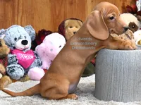 Victor Edwards, a male Miniature Dachshund for sale in Church Hill, TN – 3 of 4