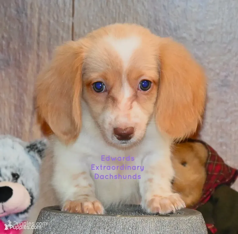 Trinity Edwards – Miniature Dachshund puppy for sale in Church Hill, TN