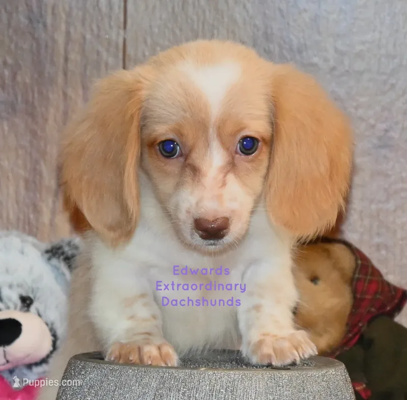 Trinity Edwards – Miniature Dachshund puppy for sale in Church Hill, TN