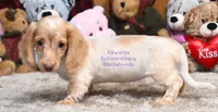 Darcy Edwards, a female Dachshund for sale in Church Hill, TN – 5 of 5