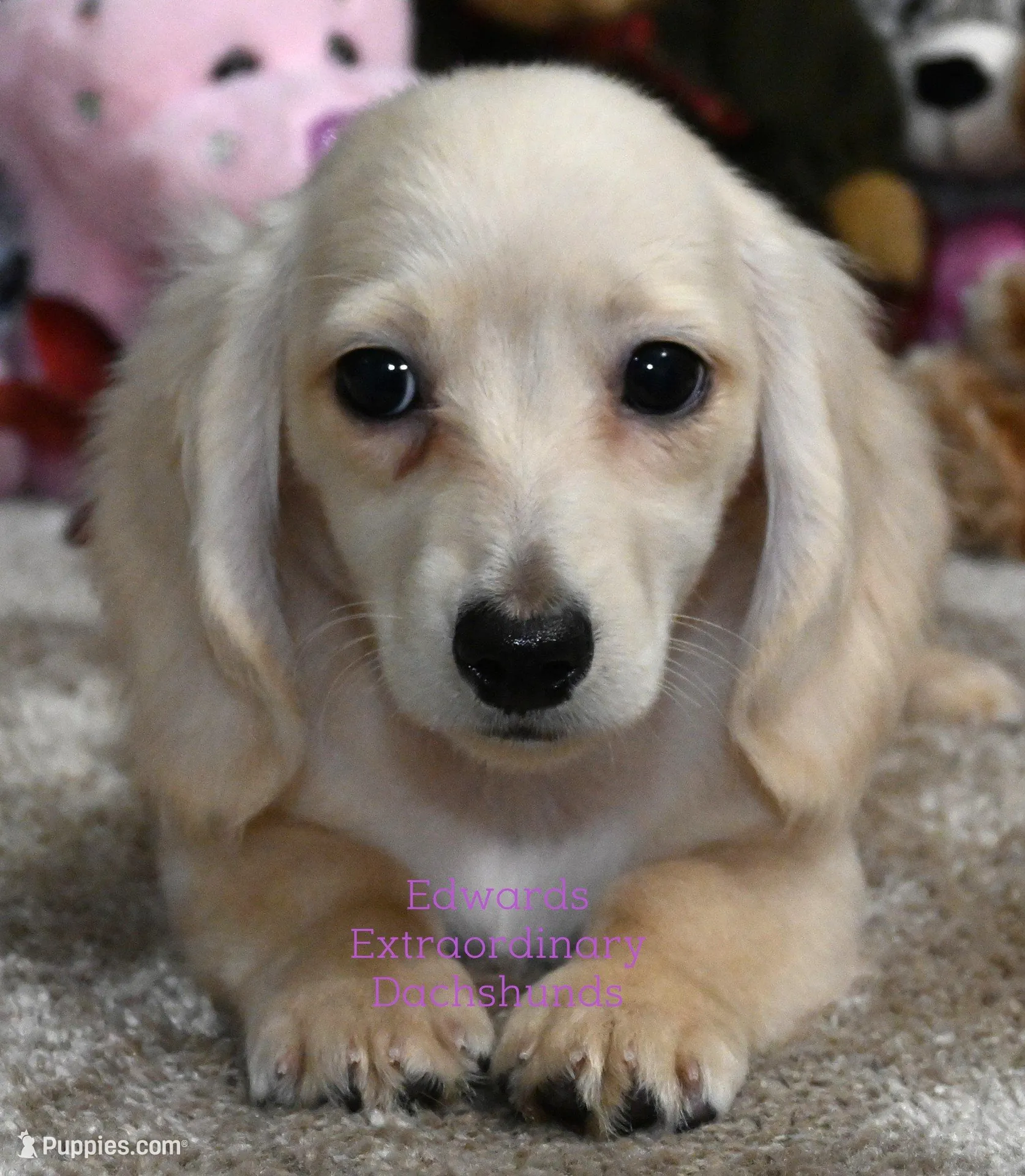 Cristy Edwards – Dachshund puppy for sale in Church Hill, TN