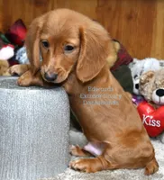 Rocky Edwards, a male Dachshund for sale in Church Hill, TN – Photo 3 of 4
