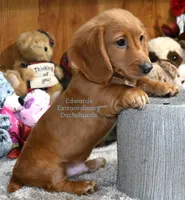 Rocky Edwards, a male Dachshund for sale in Church Hill, TN – Photo 2 of 4