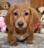 Rocky Edwards, a male Dachshund for sale in Church Hill, TN – Photo 1 of 4