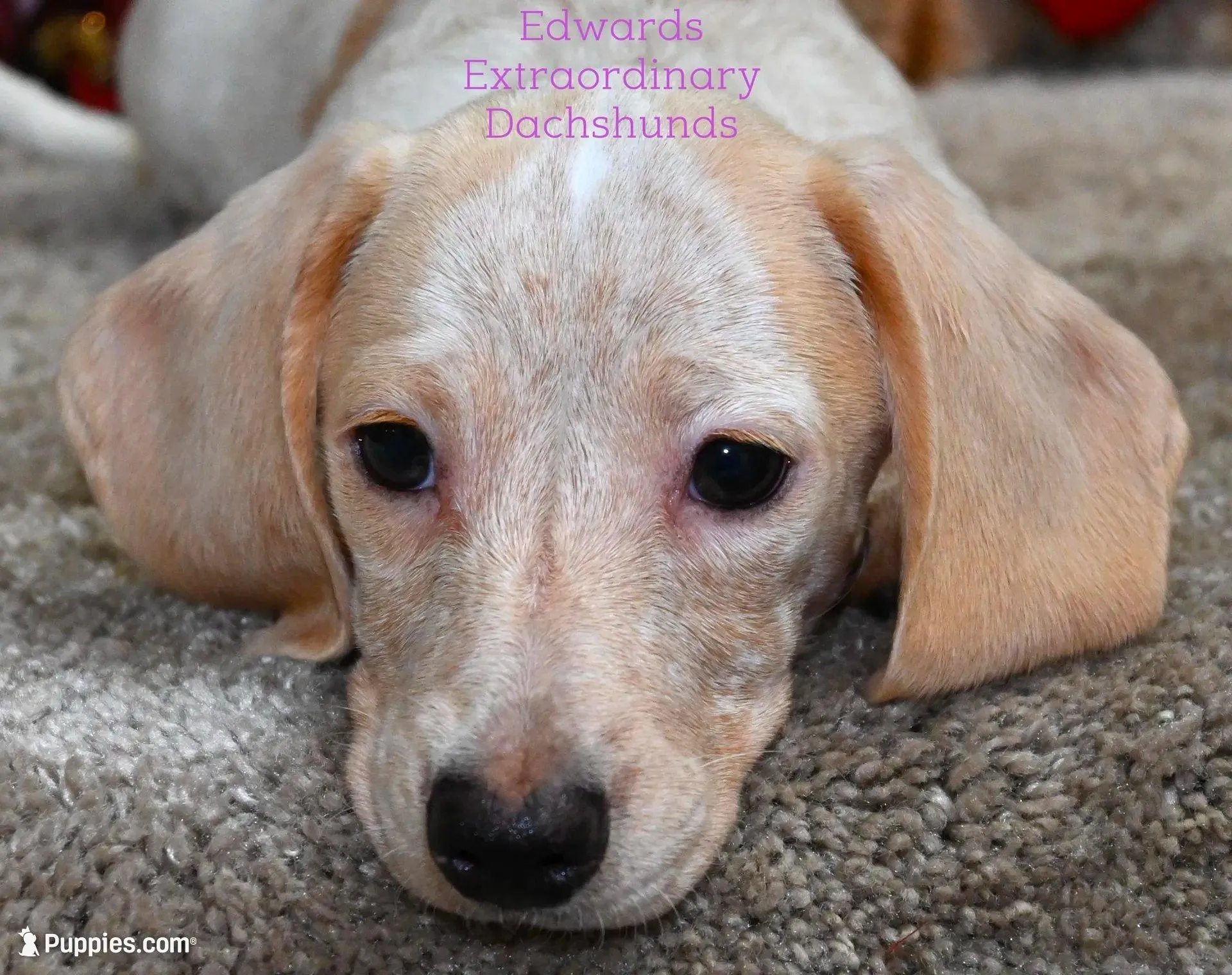 Rosabelle Edwards – Dachshund puppy for sale in Church Hill, TN