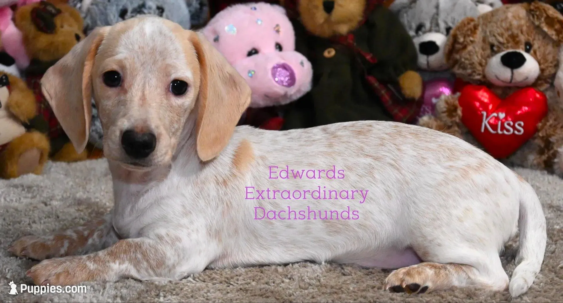 Rosabelle Edwards, a female Dachshund for sale in Church Hill, TN – Photo 4 of 5