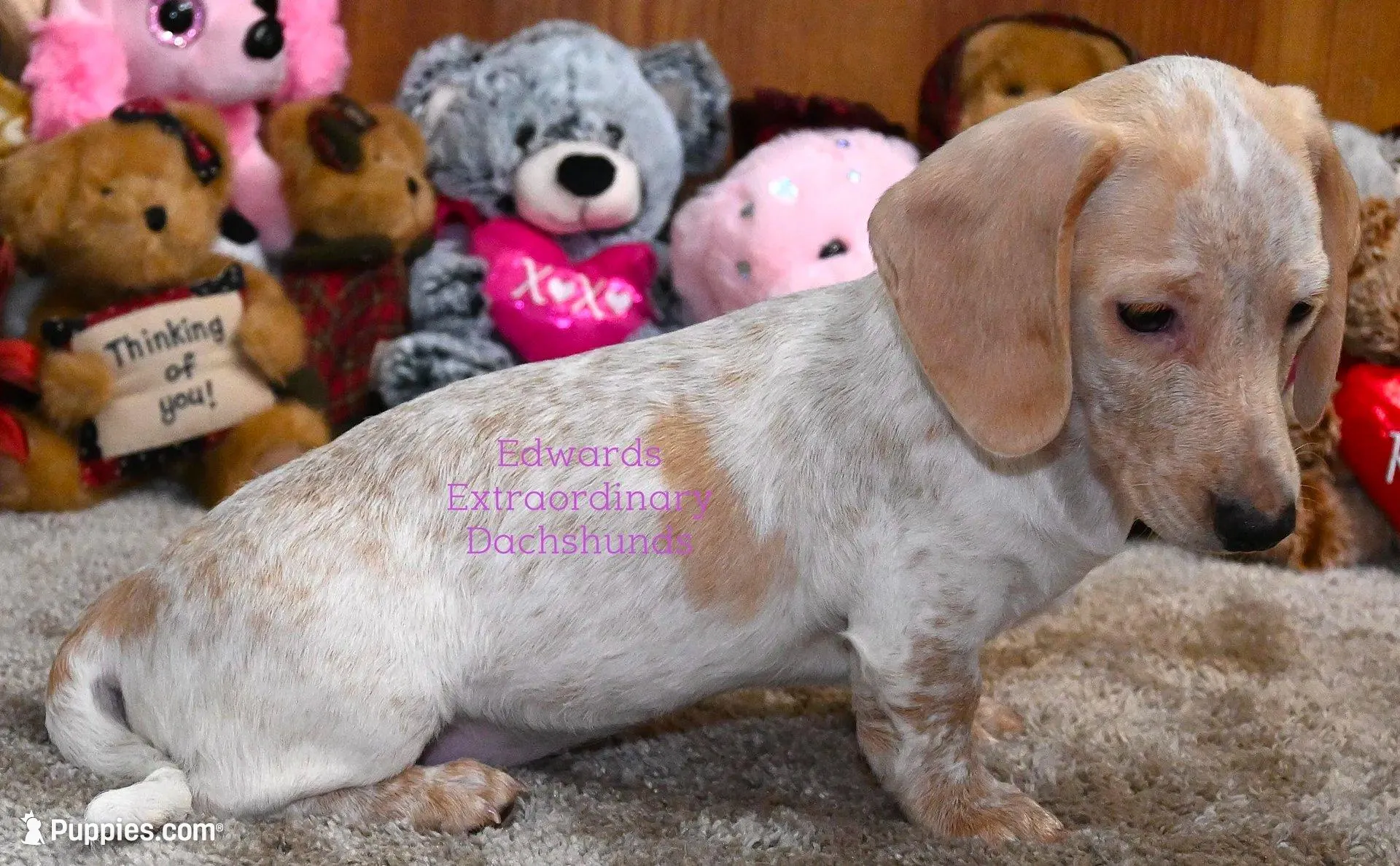Rosabelle Edwards, a female Dachshund for sale in Church Hill, TN – Photo 5 of 5