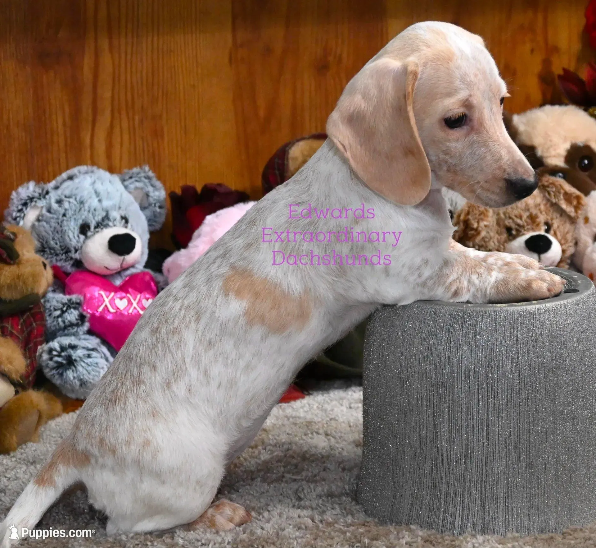 Rosabelle Edwards, a female Dachshund for sale in Church Hill, TN – Photo 3 of 5