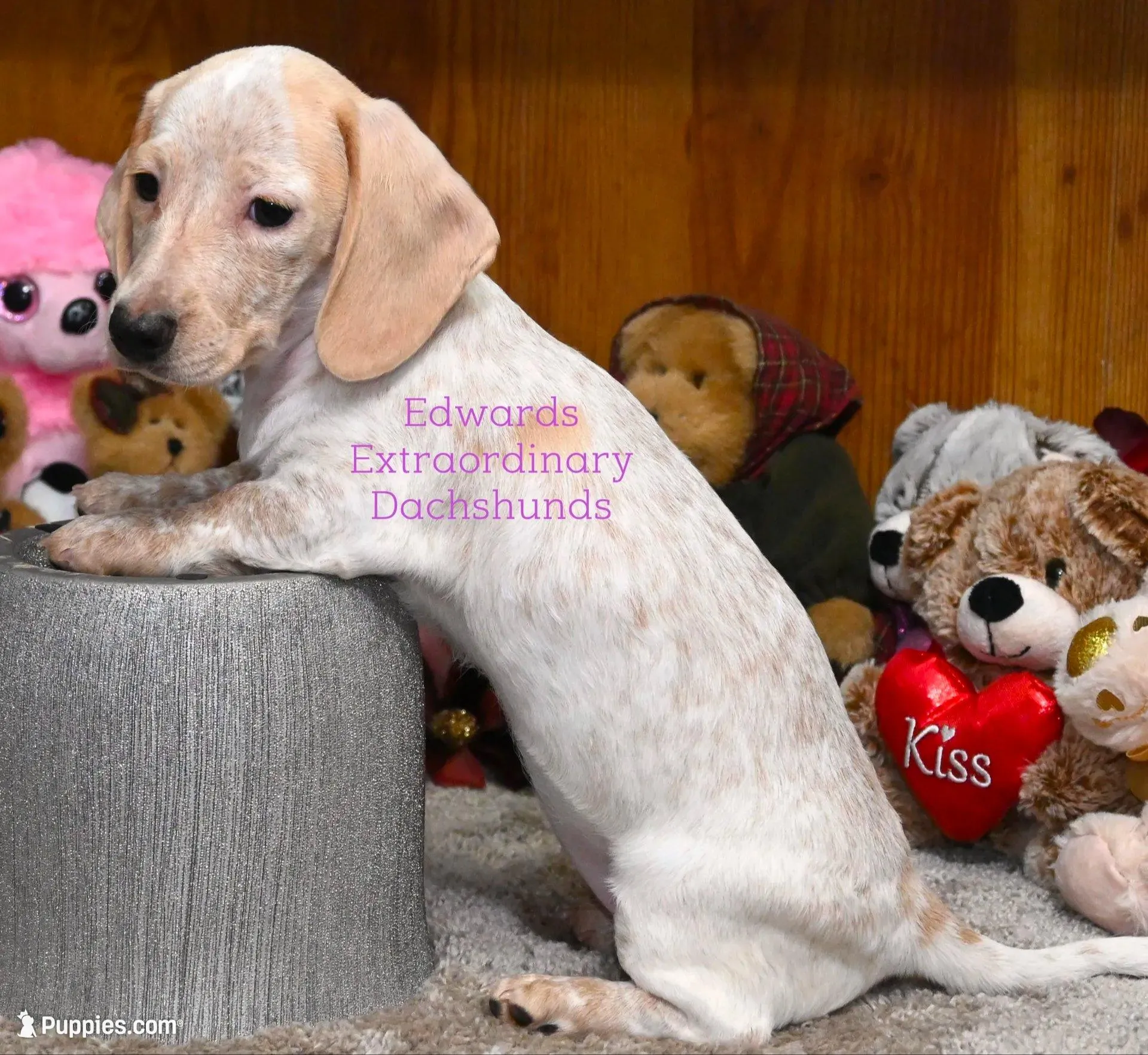 Rosabelle Edwards, a female Dachshund for sale in Church Hill, TN – Photo 2 of 5
