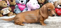 Victor Edwards, a male Miniature Dachshund for sale in Church Hill, TN – 2 of 4