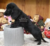 True Edwards, a female Miniature Dachshund for sale in Church Hill, TN – 4 of 4
