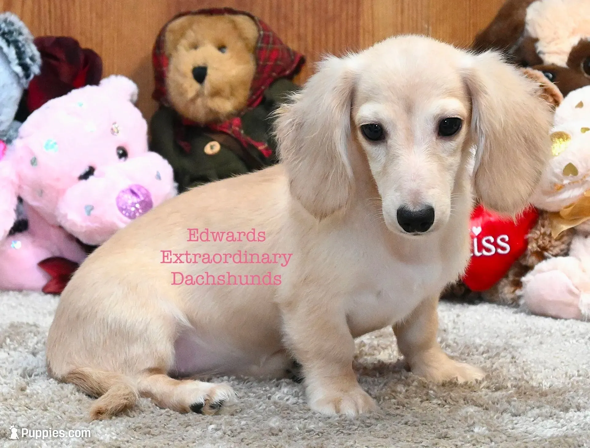 Chloe Edwards, a female Miniature Dachshund for sale in Church Hill, TN – 3 of 5