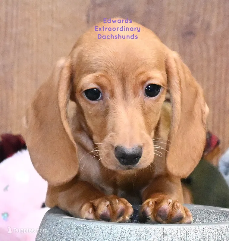 Hellen Edwards – Miniature Dachshund puppy for sale in Church Hill, TN