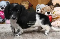 Trista Edwards, a female Miniature Dachshund for sale in Church Hill, TN – 2 of 4