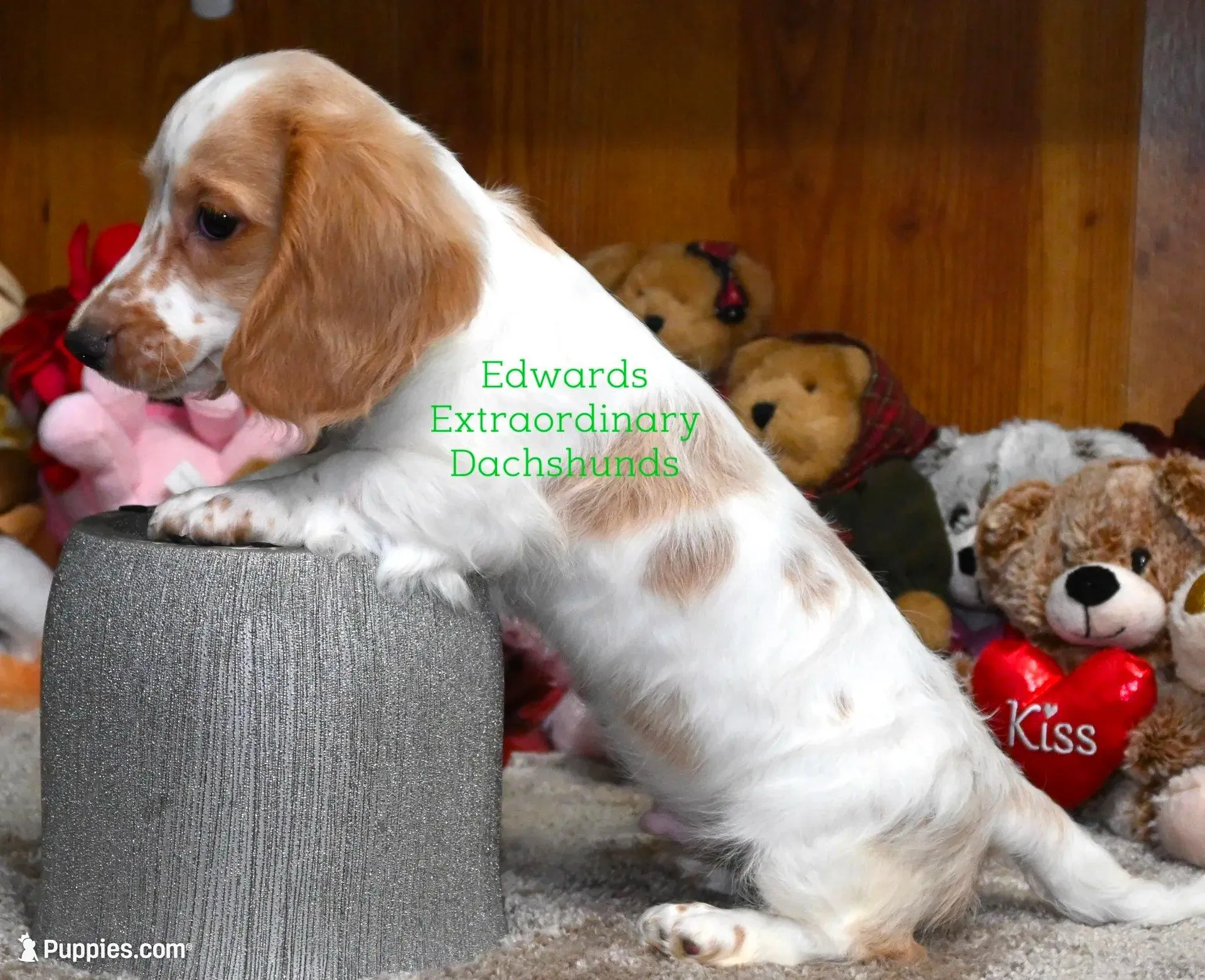 Roscoe Edwards – Dachshund puppy for sale in Church Hill, TN
