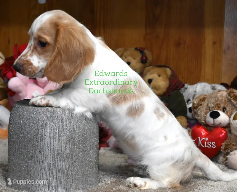 Roscoe Edwards – Dachshund puppy for sale in Church Hill, TN