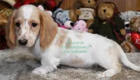 Roscoe Edwards, a male Dachshund for sale in Church Hill, TN – Photo 2 of 4
