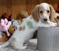 Roscoe Edwards, a male Dachshund for sale in Church Hill, TN – Photo 4 of 4