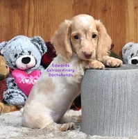 Darcy Edwards, a female Dachshund for sale in Church Hill, TN – 2 of 5