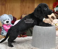True Edwards, a female Miniature Dachshund for sale in Church Hill, TN – 3 of 4