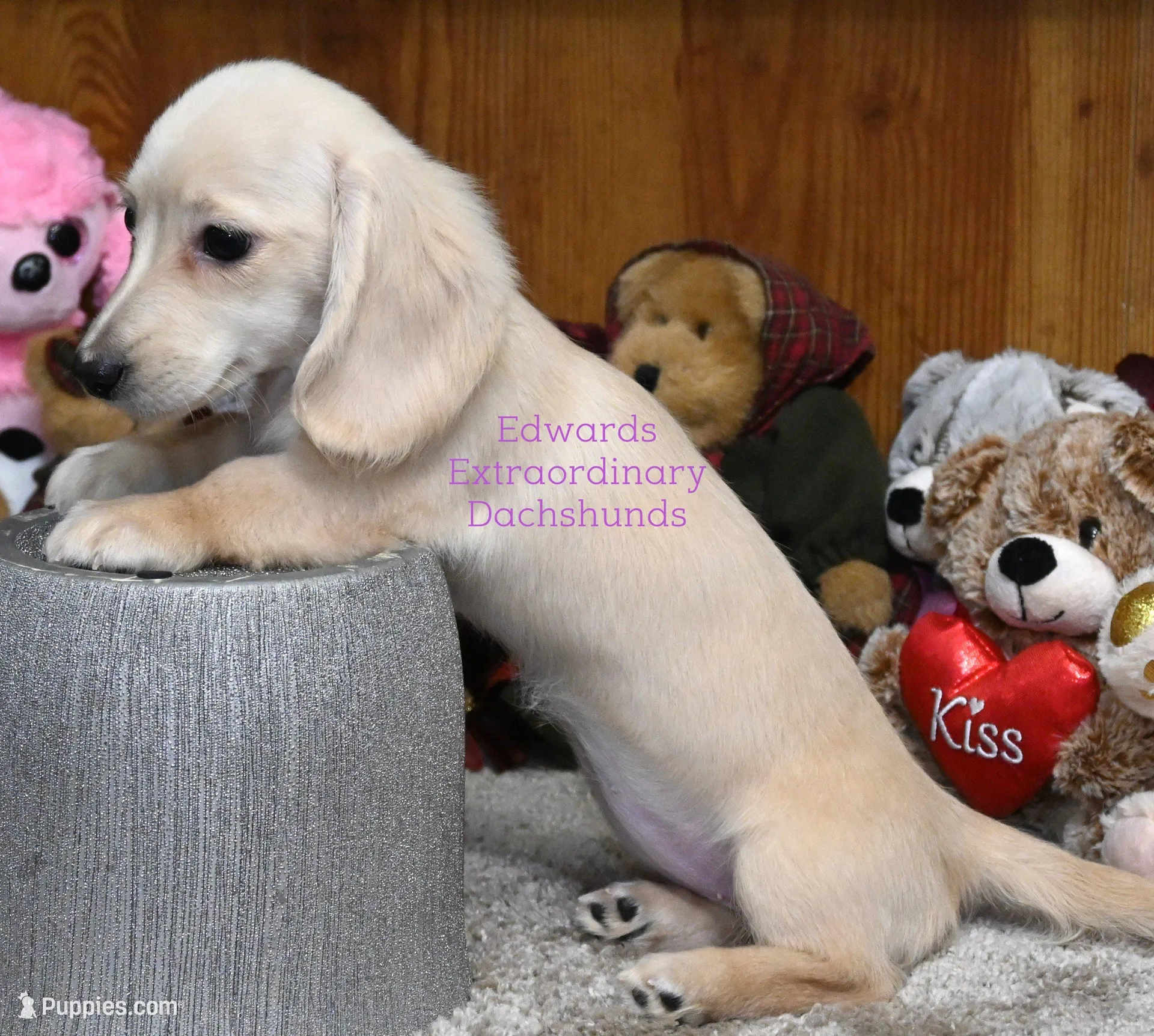 Cristy Edwards, a female Dachshund for sale in Church Hill, TN – Photo 4 of 4