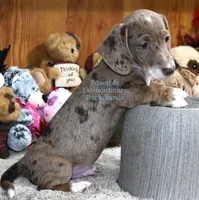 Bubba Edwards, a male Dachshund for sale in Church Hill, TN – Photo 5 of 5