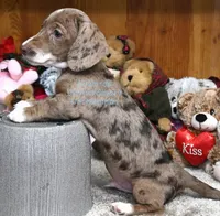 Bubba Edwards, a male Dachshund for sale in Church Hill, TN – Photo 2 of 5