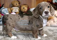 Bubba Edwards, a male Dachshund for sale in Church Hill, TN – Photo 3 of 5