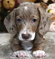 Bubba Edwards, a male Dachshund for sale in Church Hill, TN – Photo 1 of 5