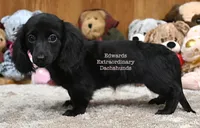 True Edwards, a female Miniature Dachshund for sale in Church Hill, TN – 2 of 4