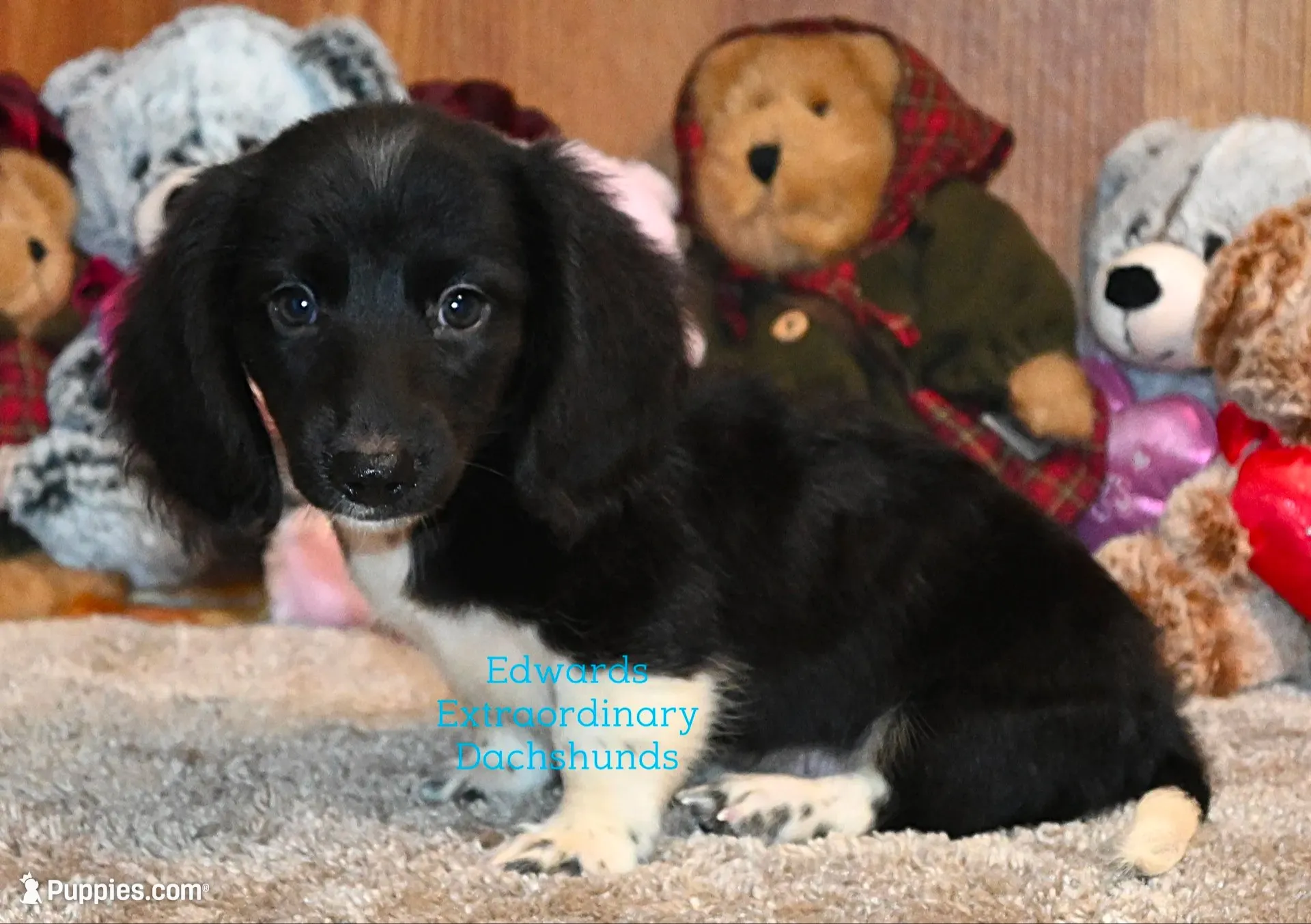 Travis Edwards, a male Dachshund and Miniature Dachshund for sale in Church Hill, TN – 2 of 4